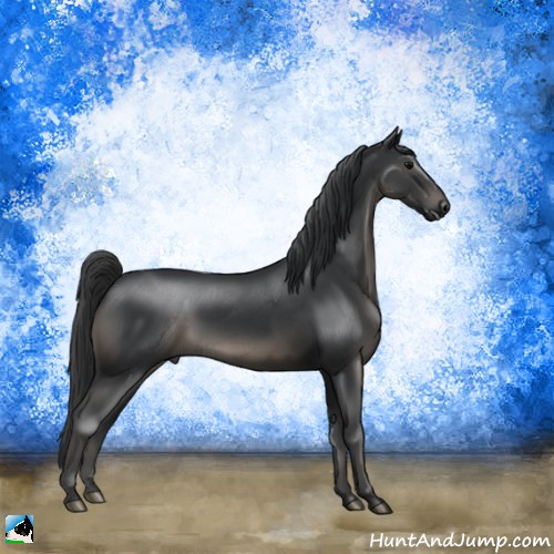 Horse Color:Black Rabicano 