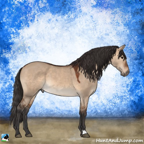Horse Color:Brown Dun 