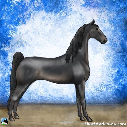 Horse Color:Black Rabicano 