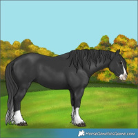 Horse Color:Black Splash 