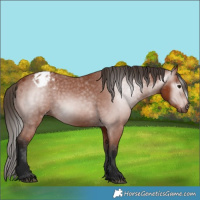 Horse Color:Gray Bay Appaloosa 