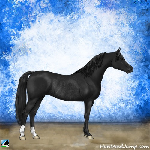 Horse Color:Gray Black Rabicano 