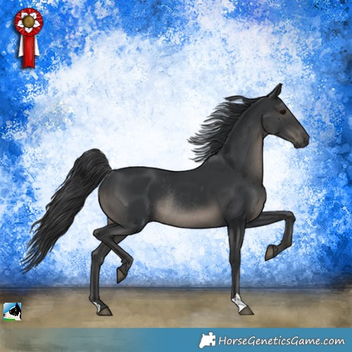 Horse Color:Black Rabicano 
