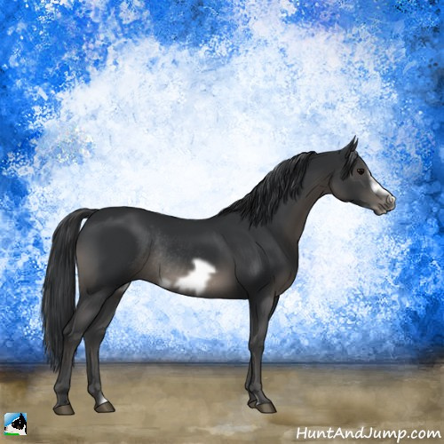 Horse Color:Black Frame Rabicano 