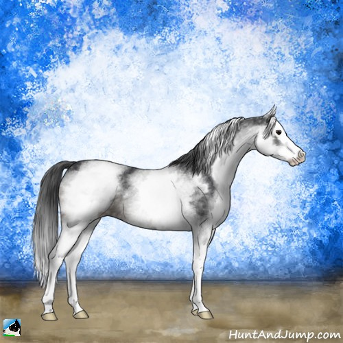 Horse Color:White Spotted Black Splash Rabicano 