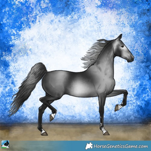 Horse Color:Gray Black Rabicano