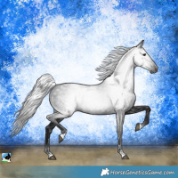 Horse Color:Gray Black Rabicano 