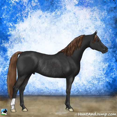 Horse Color:Gray Liver Chestnut Rabicano 