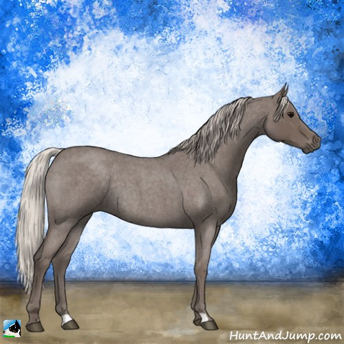 Horse Color:Silver Blue Roan Rabicano 