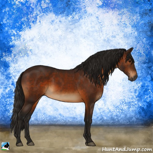Horse Color:Gray Bay Rabicano 