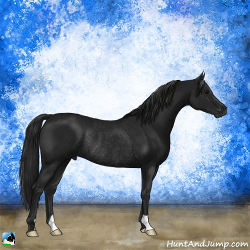 Horse Color:Gray Black Rabicano 