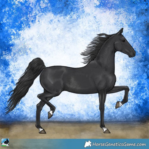 Horse Color:Black Rabicano