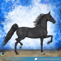 Horse Color:Black Rabicano