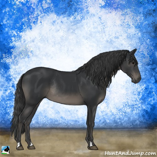 Horse Color:Black Rabicano 