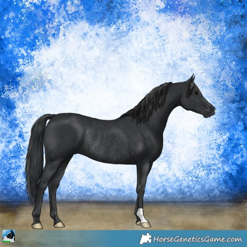 Horse Color:Black Rabicano 