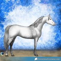 Horse Color:Gray Black Rabicano 