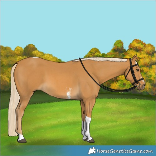 Horse Color:Palomino Sabino Tobiano