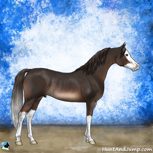 Horse Color:Liver Chestnut Splash Rabicano 