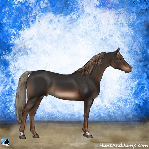 Horse Color:Liver Chestnut Rabicano 