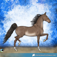Horse Color:Liver Red Dun Rabicano 