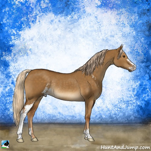 Horse Color:Chocolate Palomino Dun Sabino Rabicano 