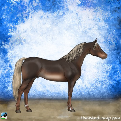 Horse Color:Liver Chestnut Sabino Rabicano 
