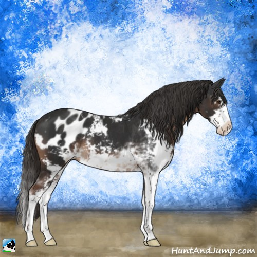 Horse Color:Liver Chestnut Sabino Splash Appaloosa Rabicano 
