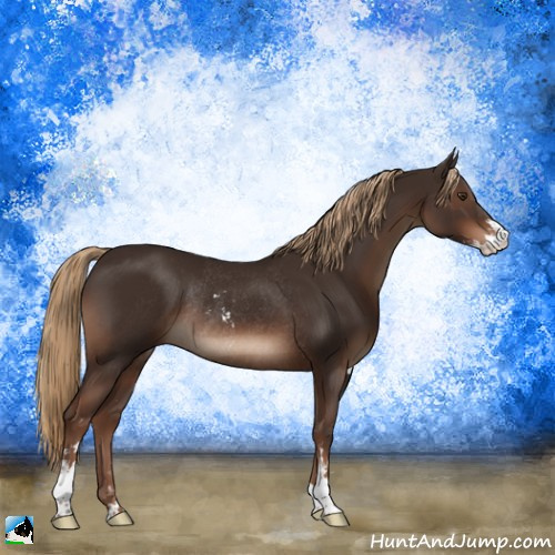 Horse Color:Liver Chestnut Sabino Rabicano 