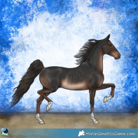 Horse Color:Liver Chestnut Rabicano 