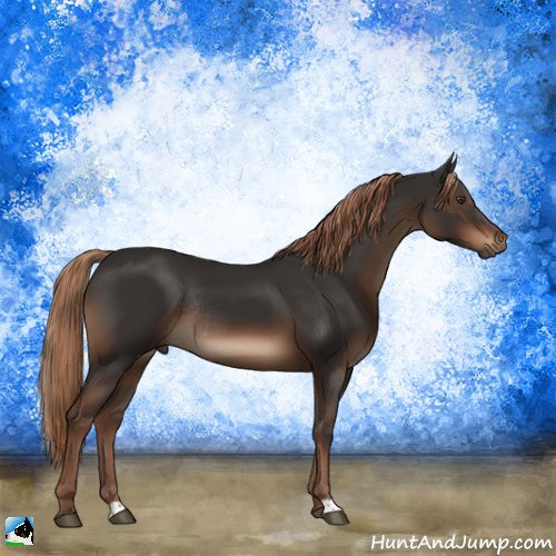 Horse Color:Liver Chestnut Rabicano 