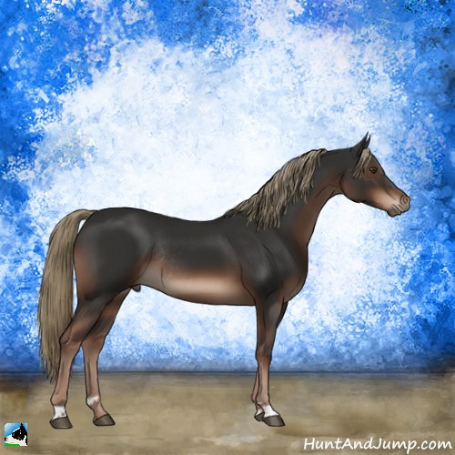 Horse Color:Liver Chestnut Sabino Rabicano 