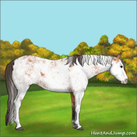 Horse Color:Bay Sabino