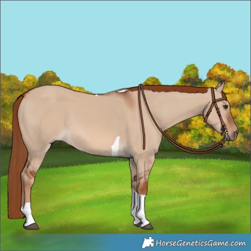 Horse Color:Red Dun Tobiano