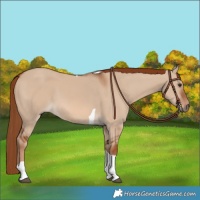 Horse Color:Red Dun Tobiano 