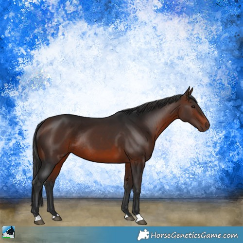 Horse Color:Brown Rabicano