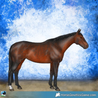 Horse Color:Brown Rabicano 