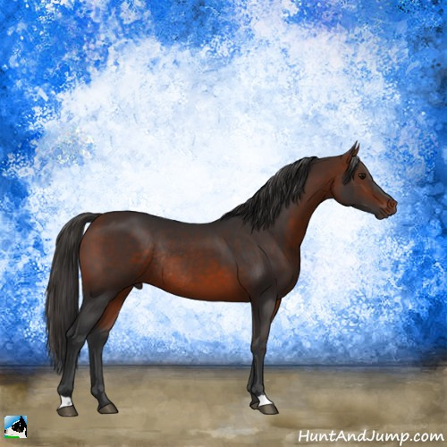 Horse Color:Bay Rabicano 