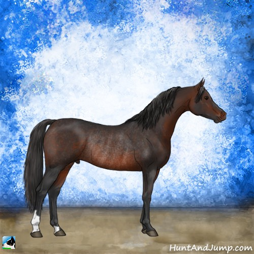 Horse Color:Brown Rabicano 