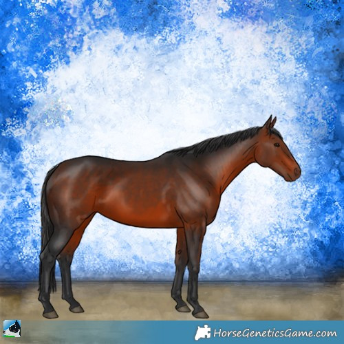 Horse Color:Bay Rabicano