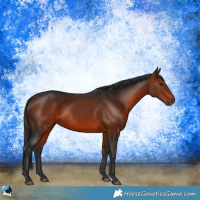 Horse Color:Bay Rabicano 