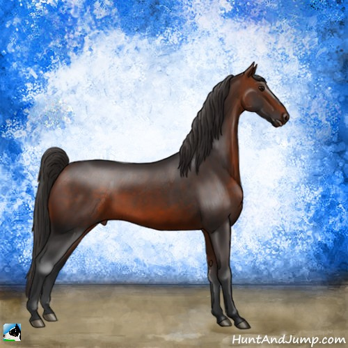 Horse Color:Bay Rabicano 