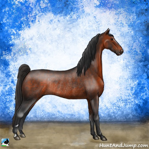 Horse Color:Bay Rabicano 