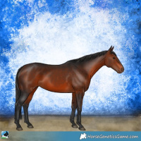 Horse Color:Bay Rabicano 