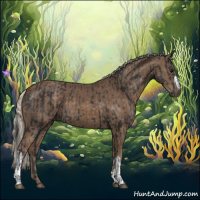 Horse Color:Black  and Silver Black 