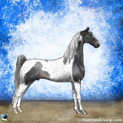 Horse Color:Black Tobiano Rabicano 