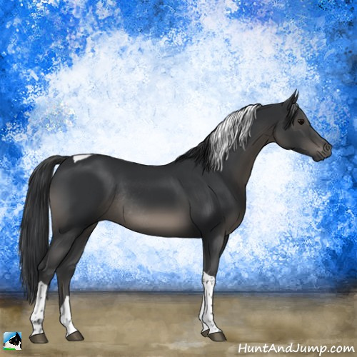 Horse Color:Black Tobiano Rabicano