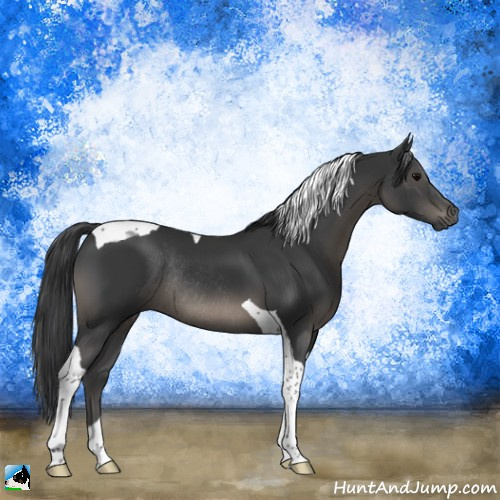 Horse Color:Black Tobiano Rabicano