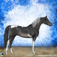 Horse Color:Black Tobiano Rabicano 