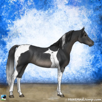 Horse Color:Black Tobiano Rabicano