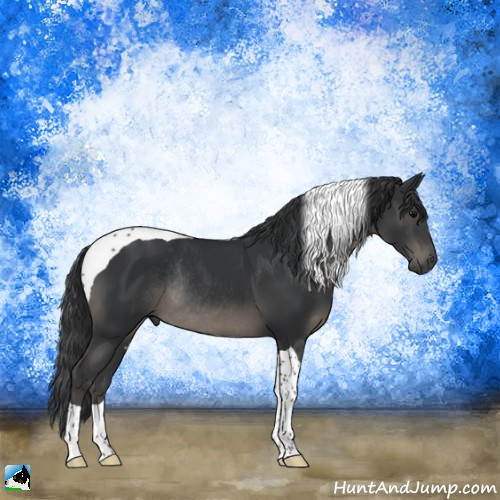 Horse Color:Black Tobiano Rabicano 